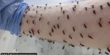 Mosquitos Dengue