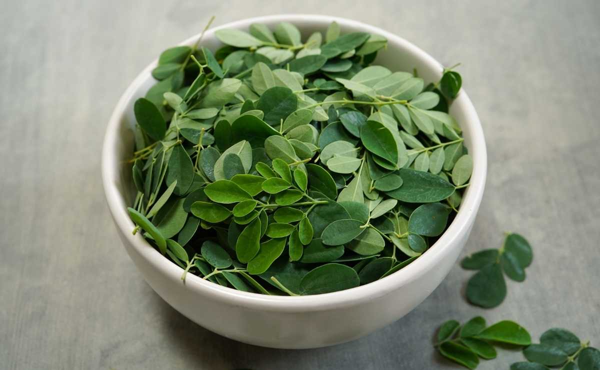 Moringa, planta antioxidante superalimento