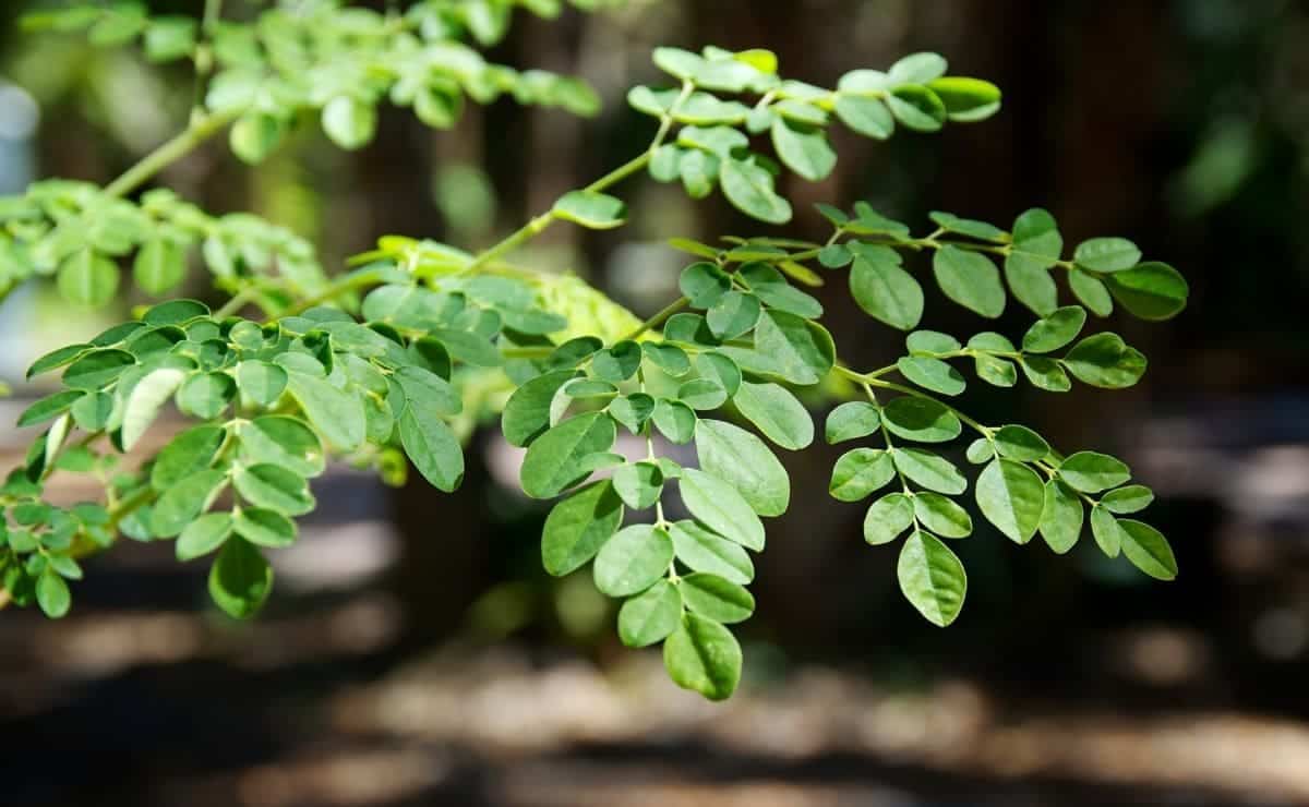 Planta moringa