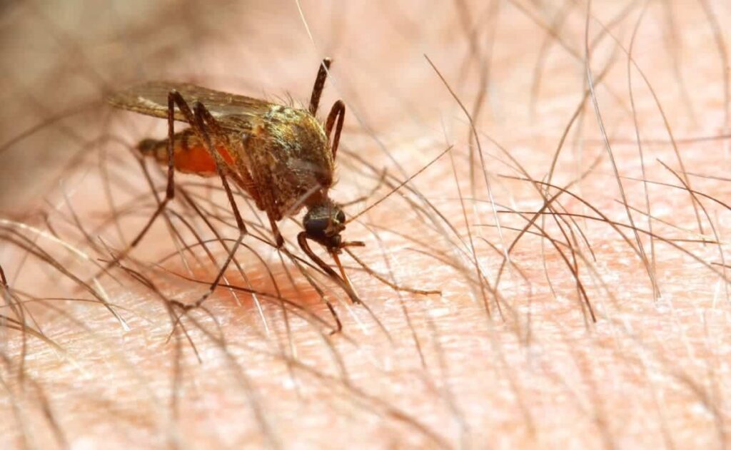 En Mercadona puedes encontrar productos para eliminar mosquitos