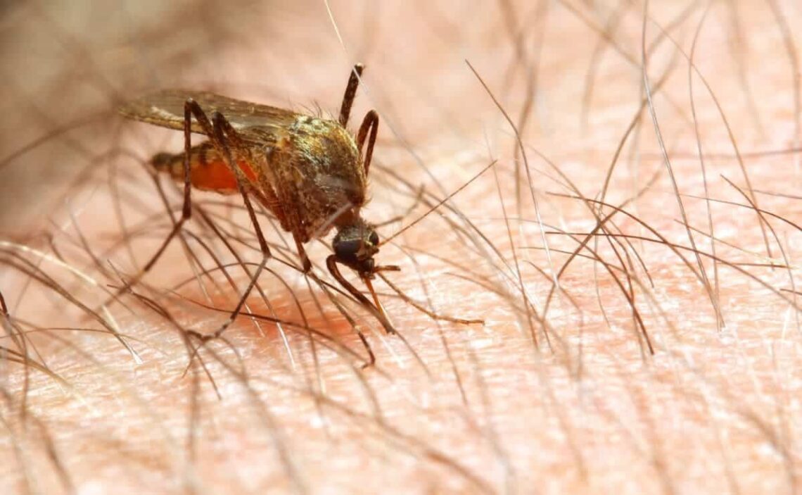 En Mercadona puedes encontrar productos para eliminar mosquitos