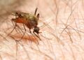 En Mercadona puedes encontrar productos para eliminar mosquitos