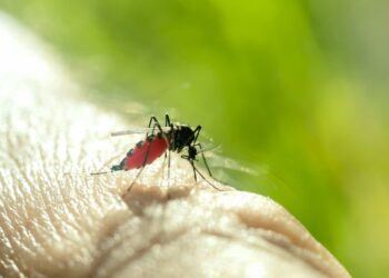 Mosquito del Dengue