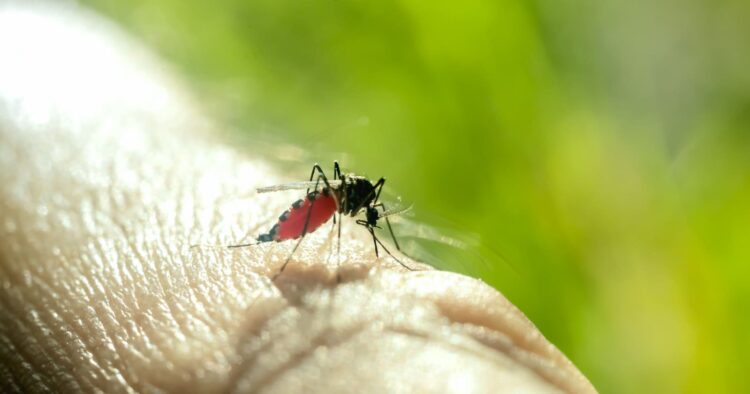 Mosquito del Dengue