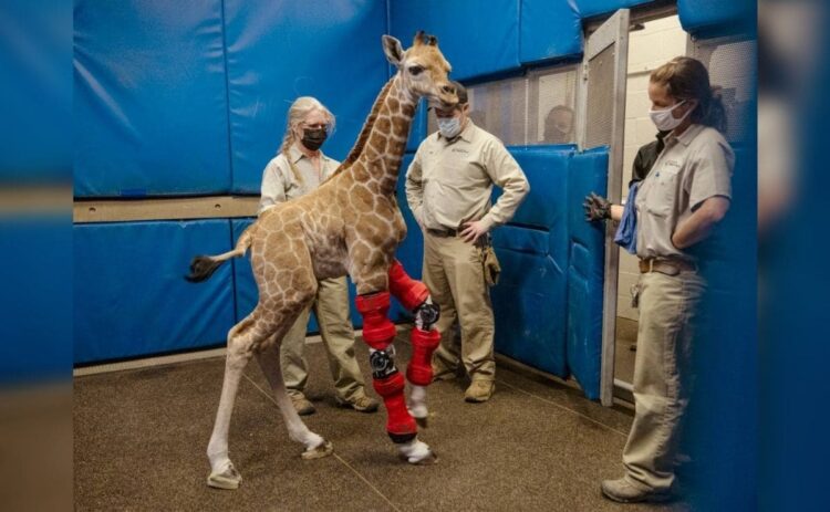 Mtsituni, la jirafa que tuvo que utilizar prótesis para salvar su vida