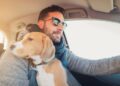 DGT, coche, mascotas, multa, sanción, animales