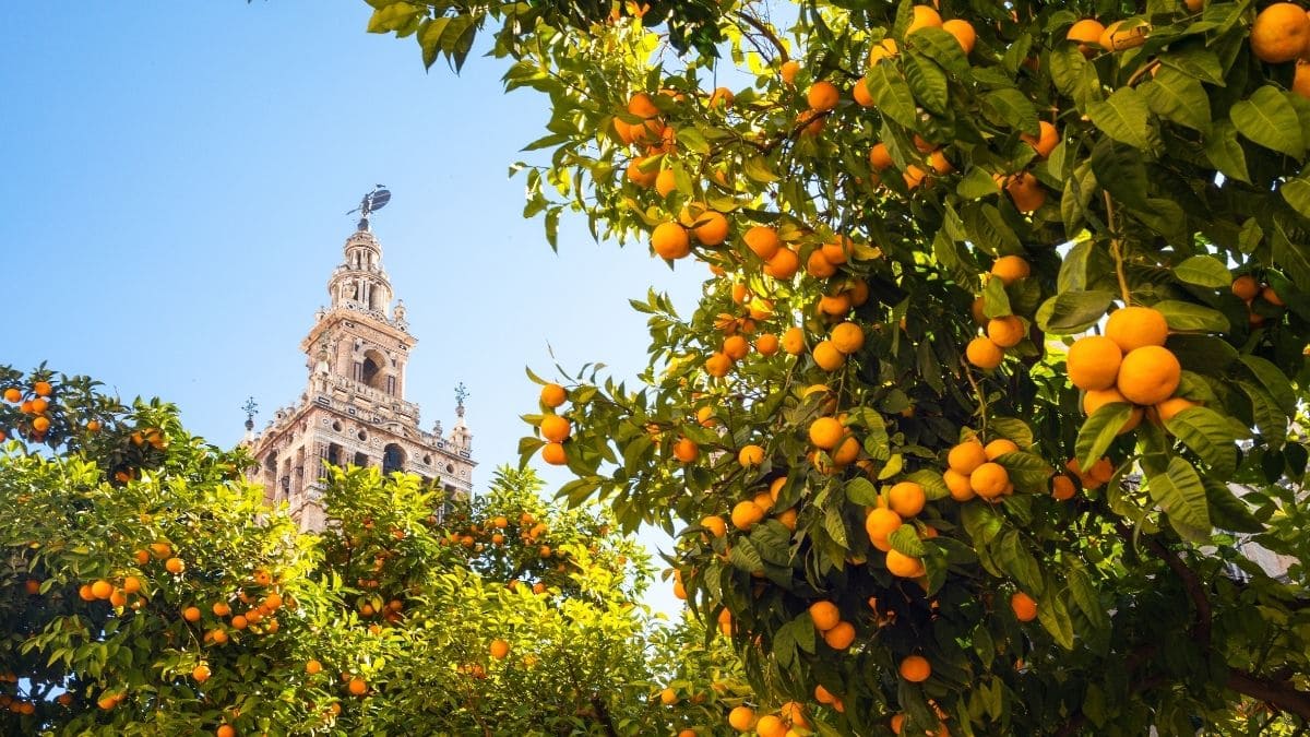 Naranjos Sevilla