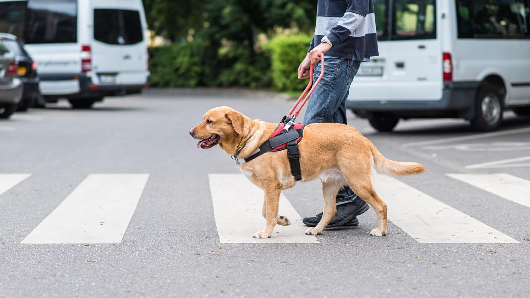 Luz verde a la ley sobre el uso de los perros de asistencia para personas con discapacidad en Aragón