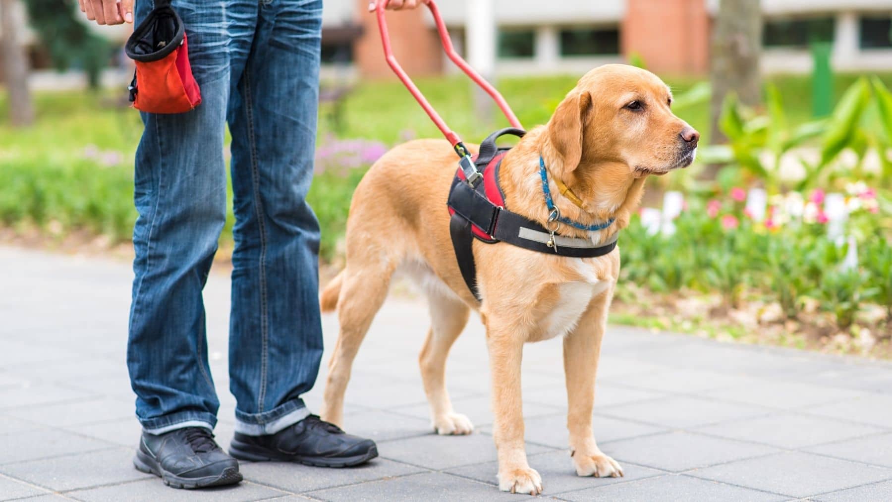 La ONCE inicia un proyecto innovador en el mundo y entrega un perro guía a una persona ciega sin brazos