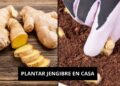 PLANTAR JENGIBRE EN CASA