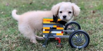 Gracie, perra con las patas delanteras hechas de Lego.