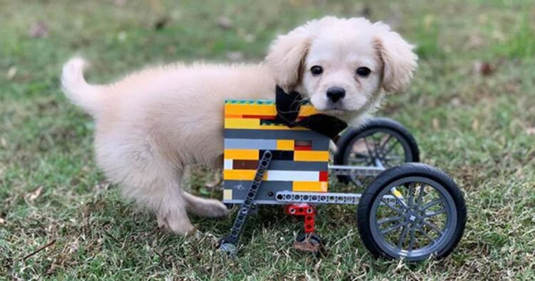 Gracie, perra con las patas delanteras hechas de Lego.
