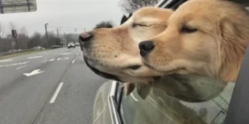 Un cachorro lazarillo hace de guía a otro perro ciego