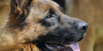 Perro pastor aleman muere por coronavirus