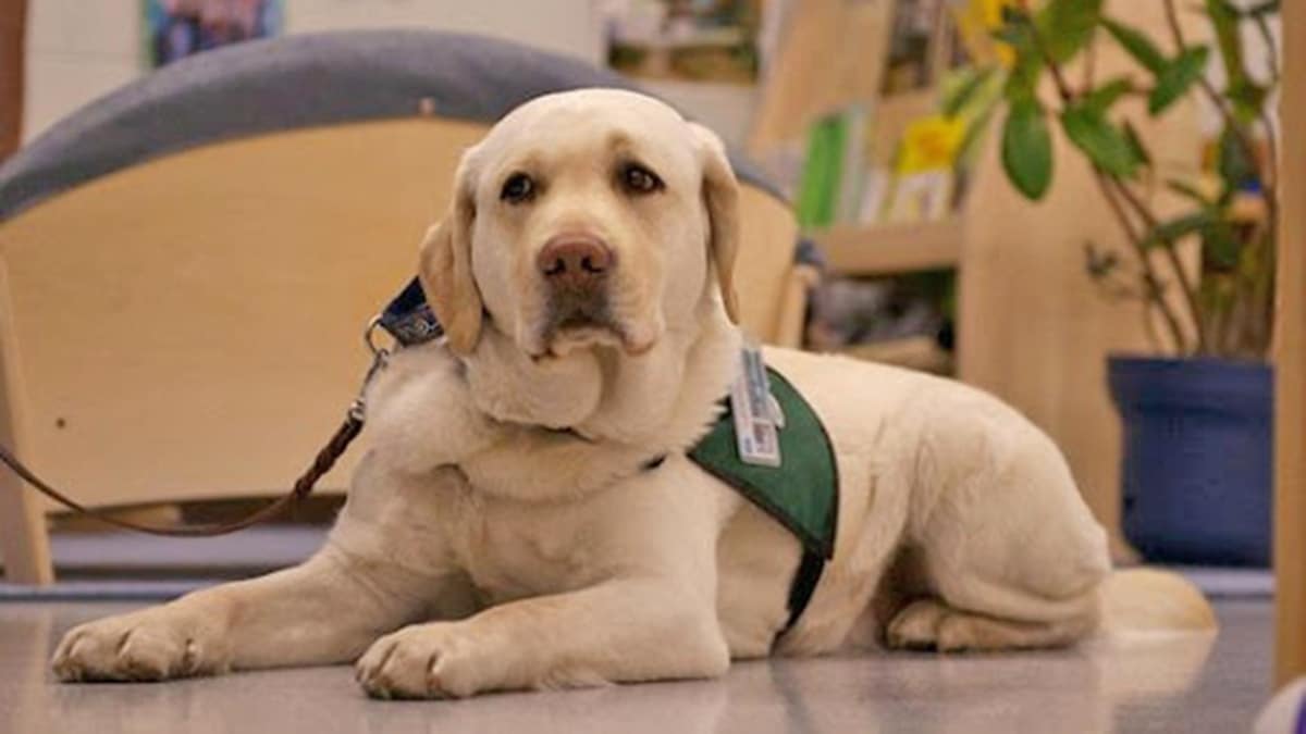 Perro ayuda