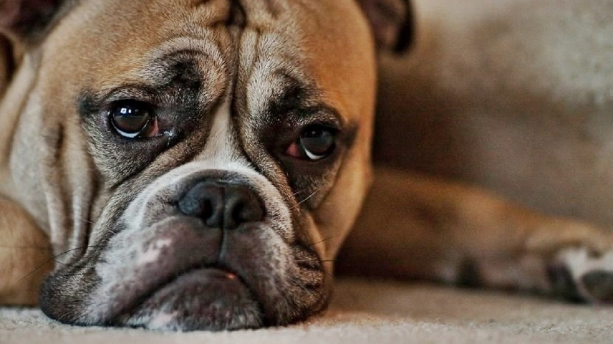 Los perros también pueden sufrir depresión: Estos son los síntomas
