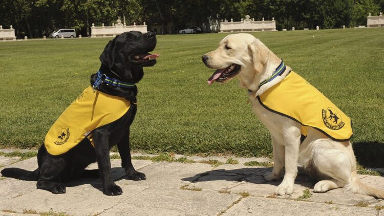 Perros Guía