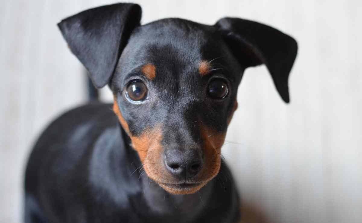 Pinscher