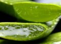 Planta Aloe vera