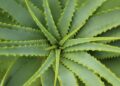 Planta aloe vera