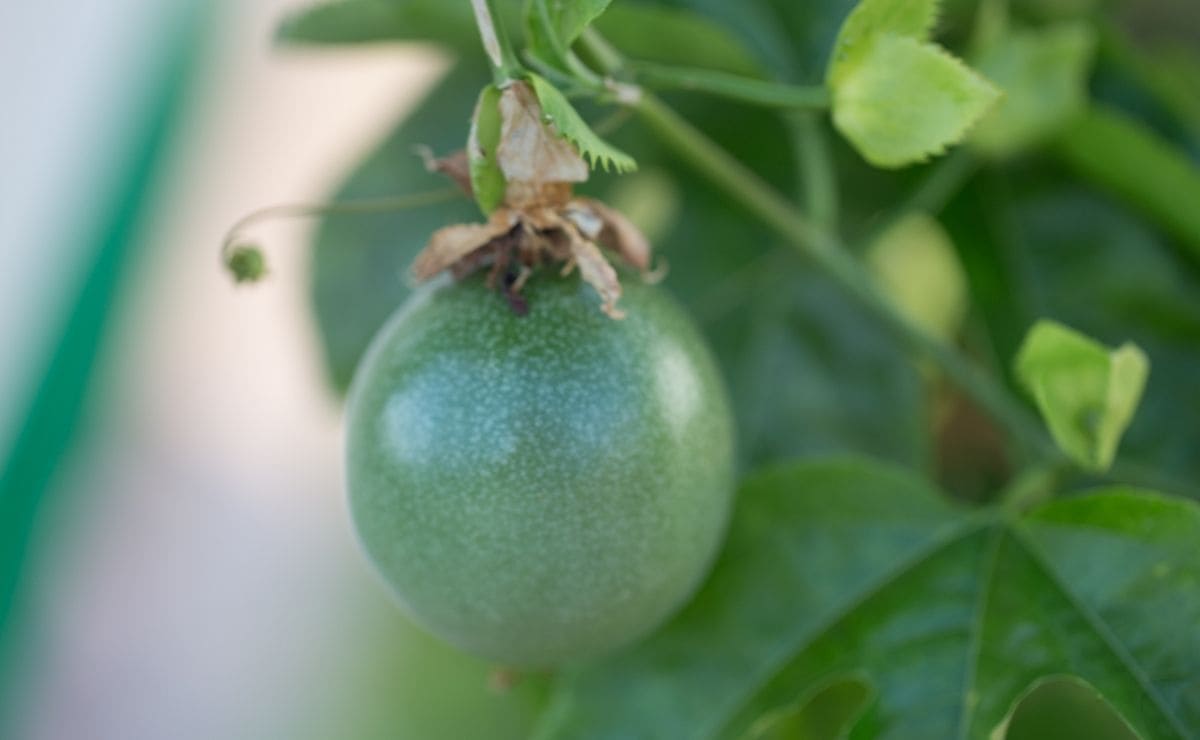 Planta maracuyá