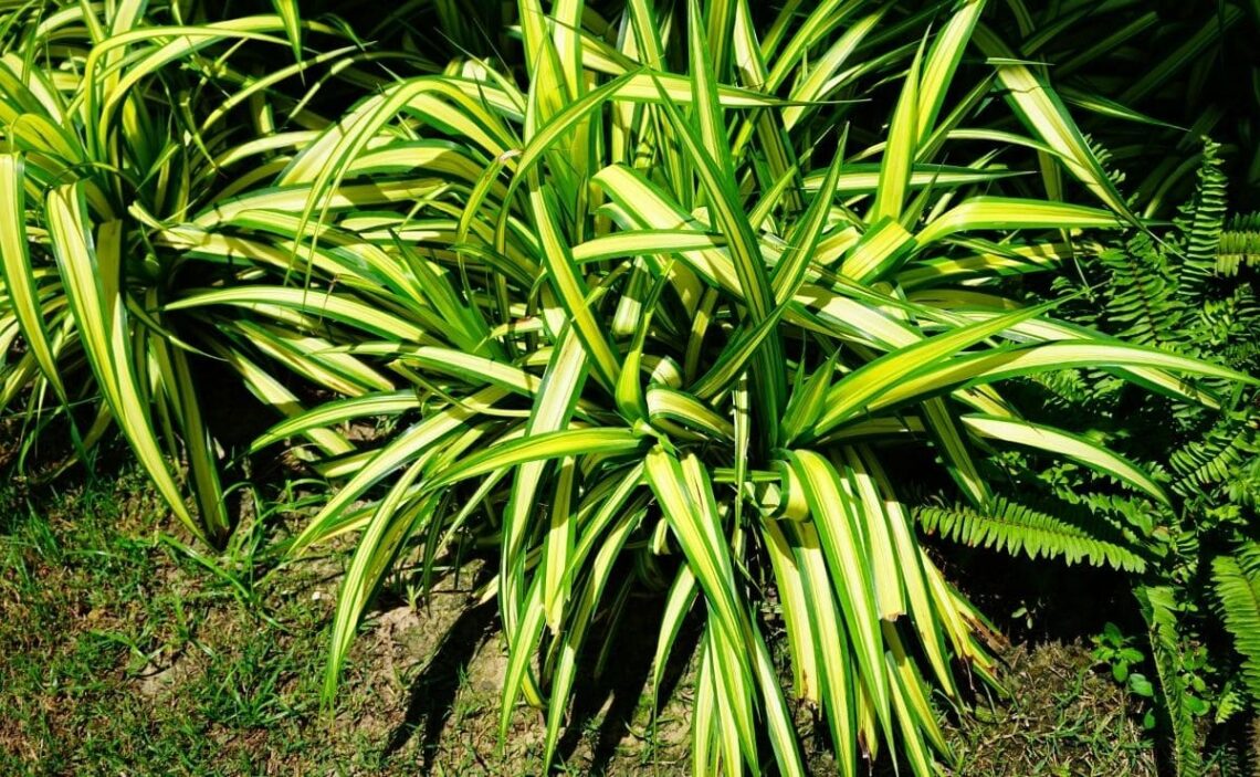 Plantar Chlorophytum comosum