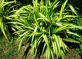 Plantar Chlorophytum comosum