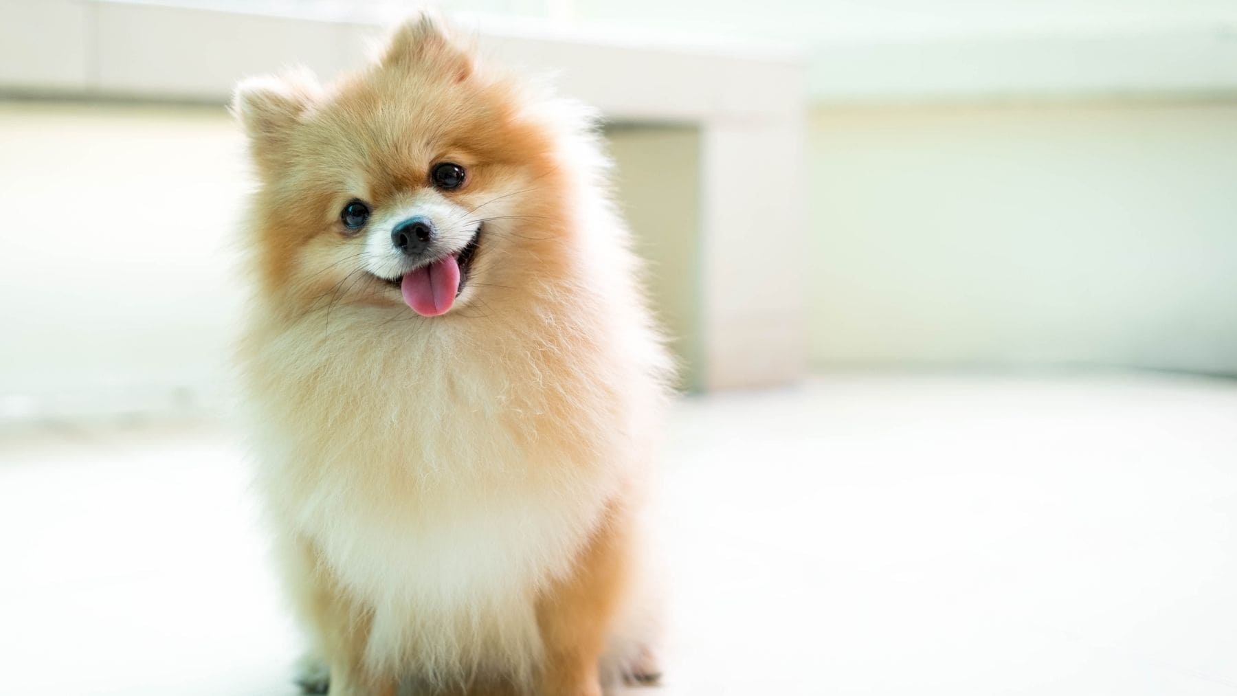 Pomeranian raza de perros