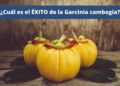 Por que es popular la Garcinia Cambogia