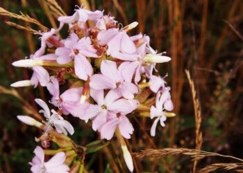 Quillaja saponaria - Quillay