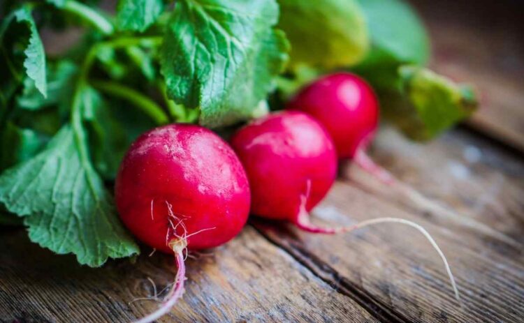 Propiedades antioxidantes del rábano Raphanus sativus