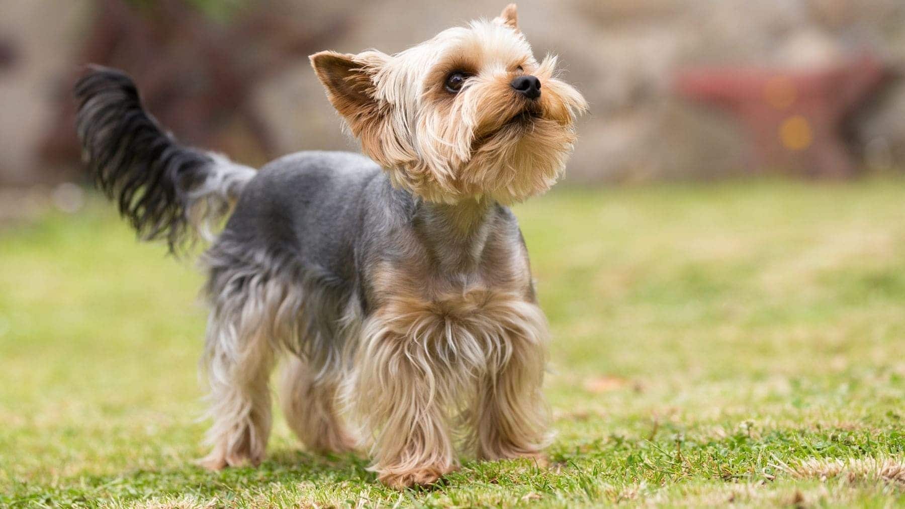 Raza de perro Yorkie