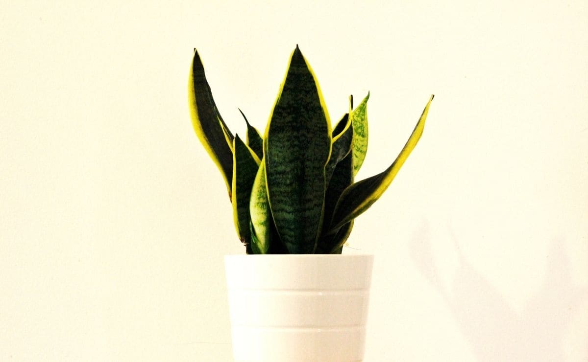 Sansevieria