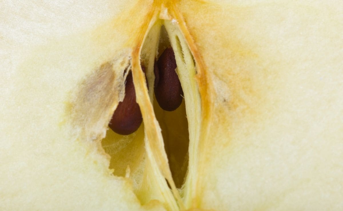 Semillas de manzana