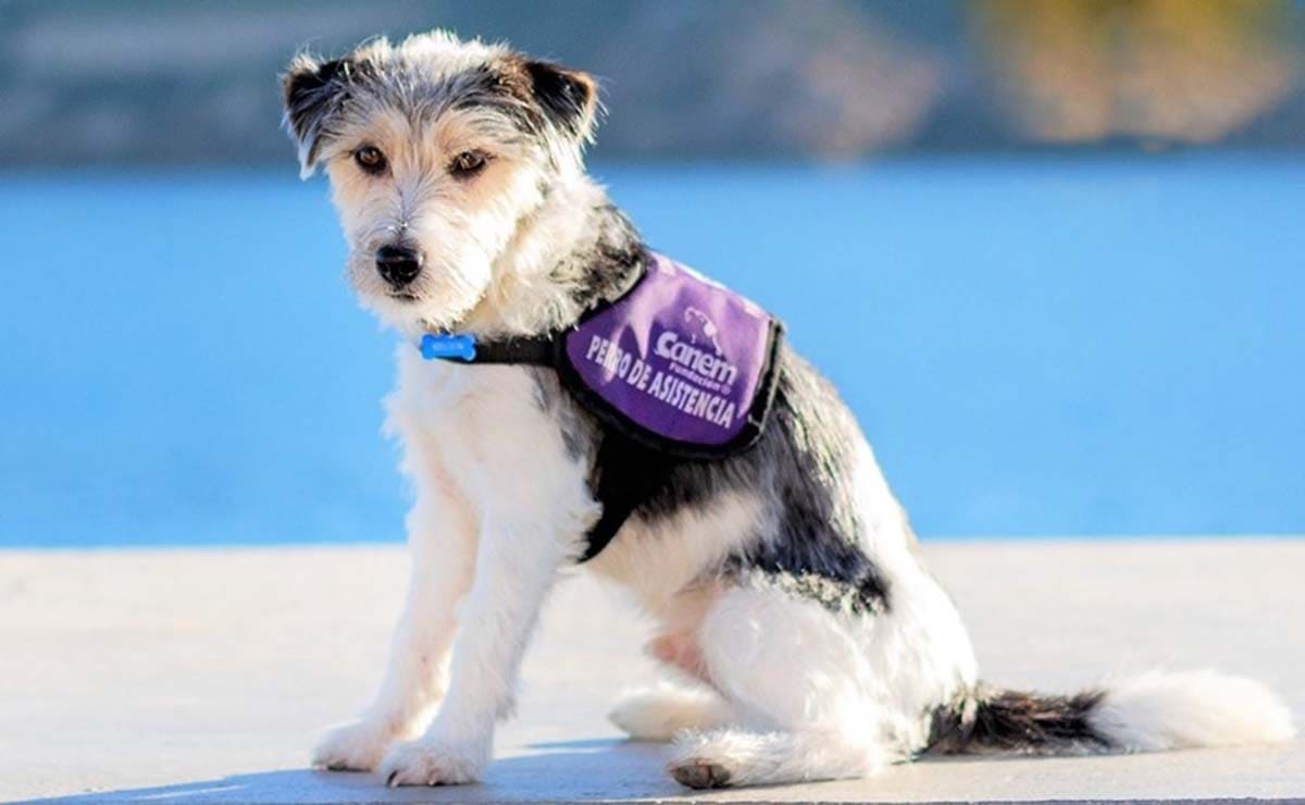 Sheldon Perro de asistencia