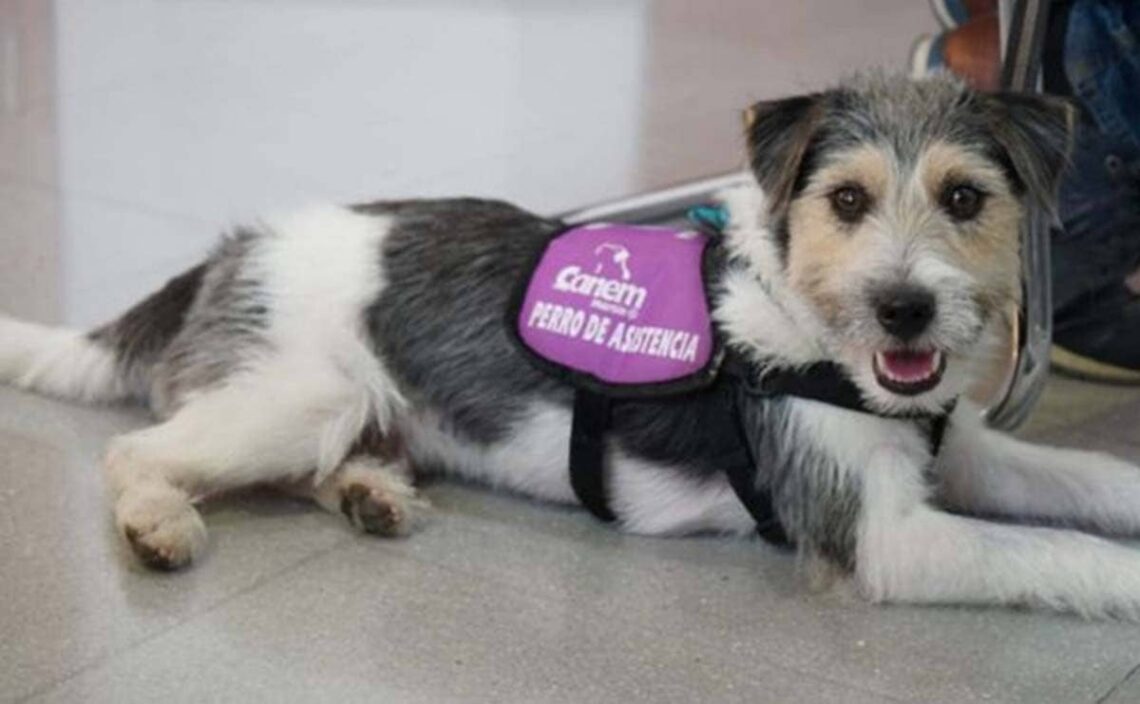 Sheldon Perro de asistencia