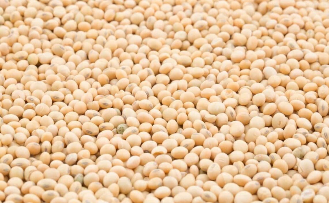 Soja superalimento afecta salud piel