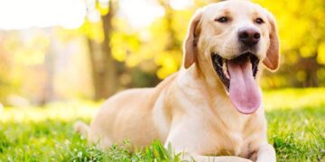 Stevie, el perro con trastorno neurológico congénito que disfrutar jugando