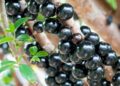 Superalimento, jabuticaba