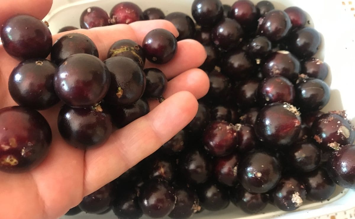 Superalimento, jabuticaba