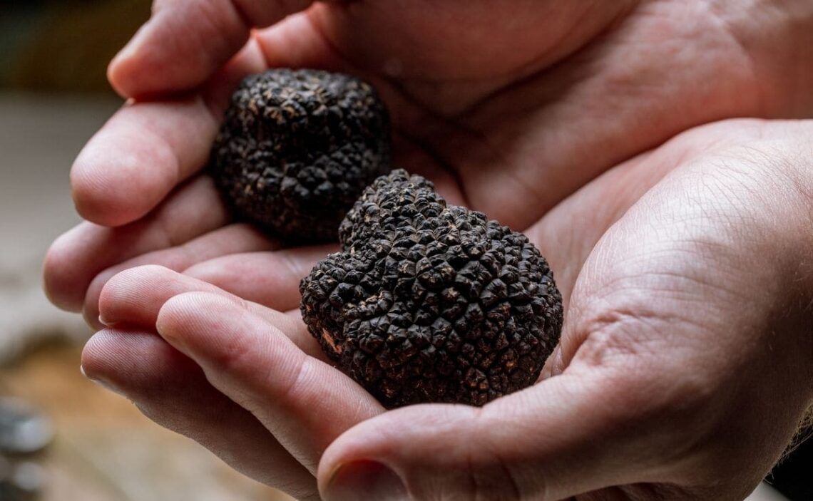 Trufa negra, superalimento