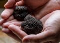 Trufa negra, superalimento