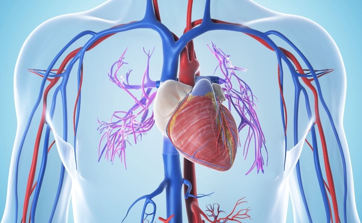 Sistema cardiovascular