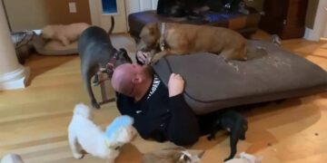 Acondicionan su casa para que 20 perros con discapacidad puedan vivir