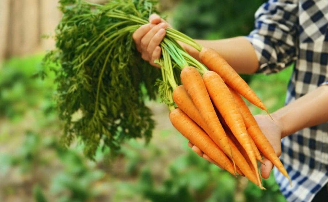 Zanahoria cruda beneficios