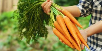 Zanahoria cruda beneficios