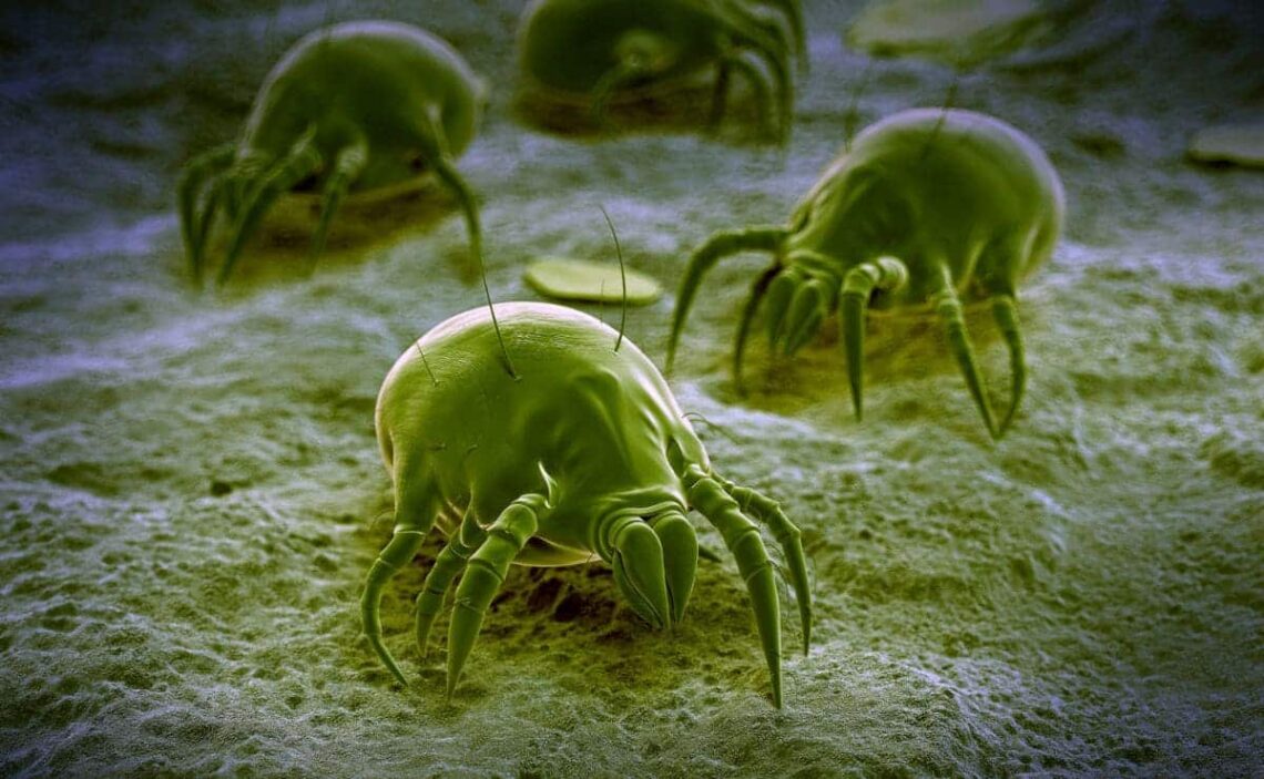 Cómo eliminar los ácaros del polvo con productos de Mercadona