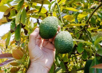 Riesgos de no lavar los aguacates