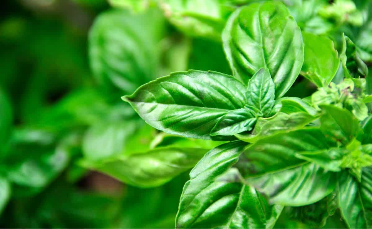 La albahaca es una de las mejores plantas para ahuyentar mosquitos