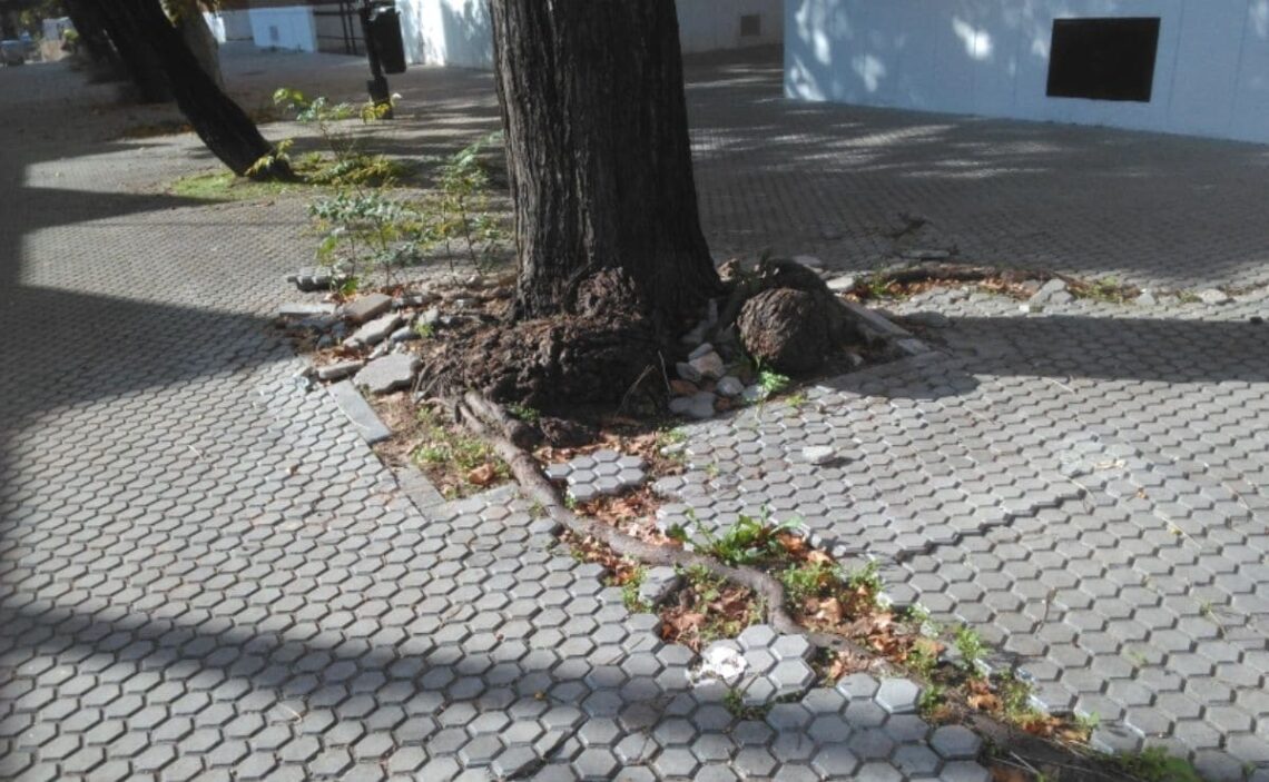 Córdoba realiza nuevas contrataciones para mejorar la accesibilidad de los alcorques